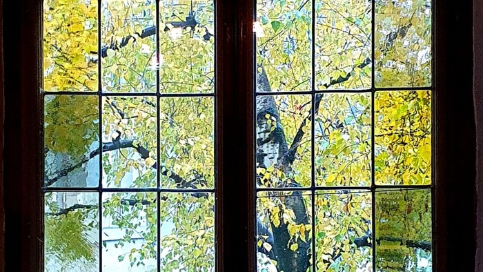 Das Bild zeigt ein Fenster mit Blick auf einen Baum mit bunten Blättern.