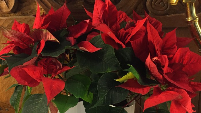 En rød poinsettia i hvid pot på marmorhylde
