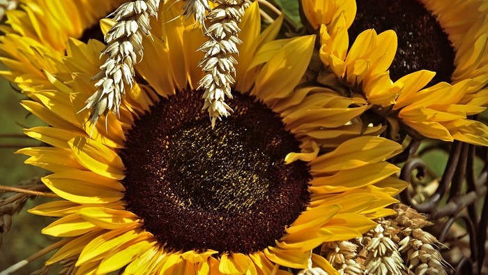 Leuchtende Sonnenblumen in voller Blüte