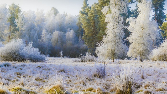 Frostklædt skovscene med fine iskrystaller på græs og træer i det tidlige morgenlys.
