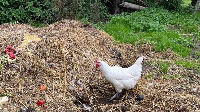 Weißes Huhn auf einem Heu- oder Misthaufen