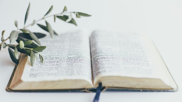 Offenes Buch mit Grünpflanze darauf