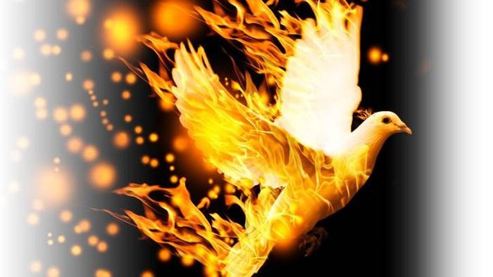 Ein flammender Vogel mit weißen Flügeln vor schwarzem Hintergrund