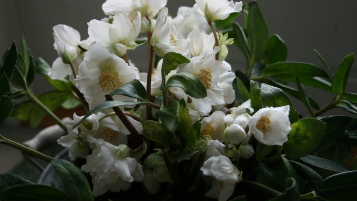 En blomsterstang med mange hvide blomster og grønne blade.