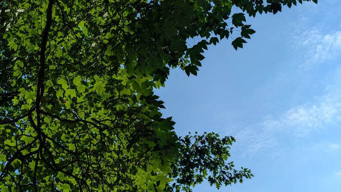 Lebhaft grüne Blätter rahmen einen klaren blauen Himmel durch das üppige Blätterdach eines Baumes.