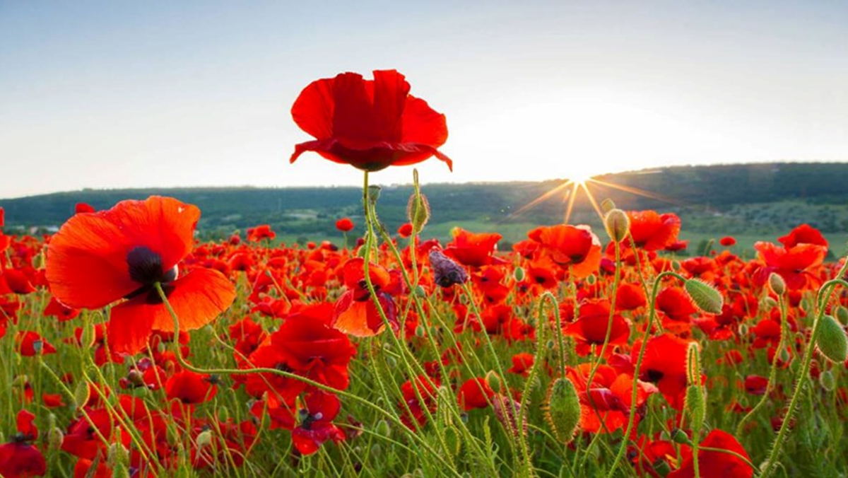 Service of Remembrance