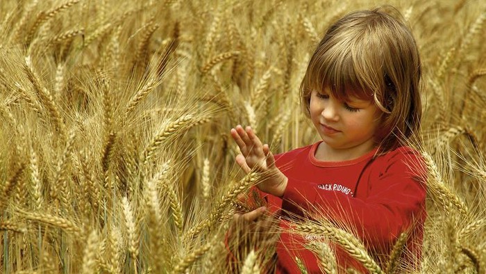 Ein kleines Kind hält und betrachtet spielerisch goldene Weizenähren auf einem Feld.