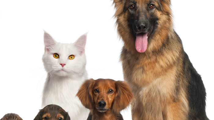 Verschiedene Hunde und eine Katze sitzen zusammen