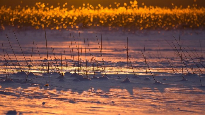 En solopgang over en snede strand med høje græssåler.