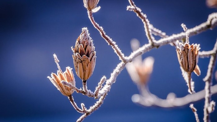 Frosset blomsterknop på gren mod et blømt blå himmel