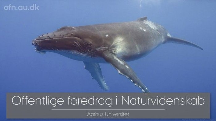 En pukkelhval, der svømmer under vand med et banner om en offentlig forelæsning om naturvidenskab fra Aarhus Universitet.