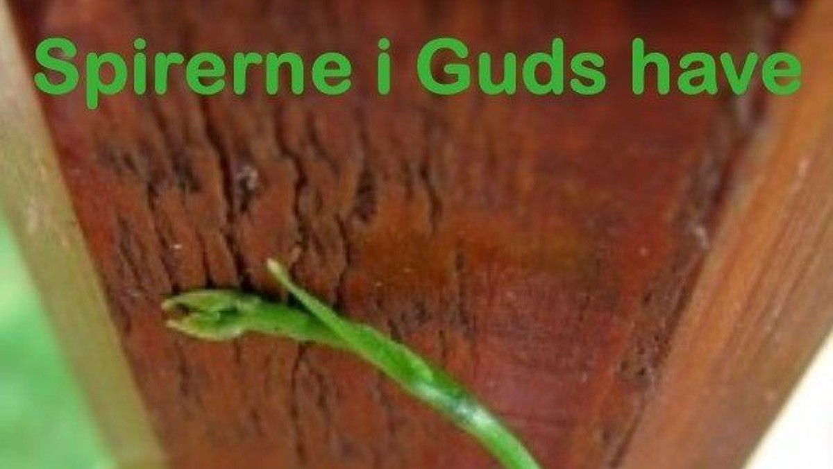 B U S K gudstjeneste