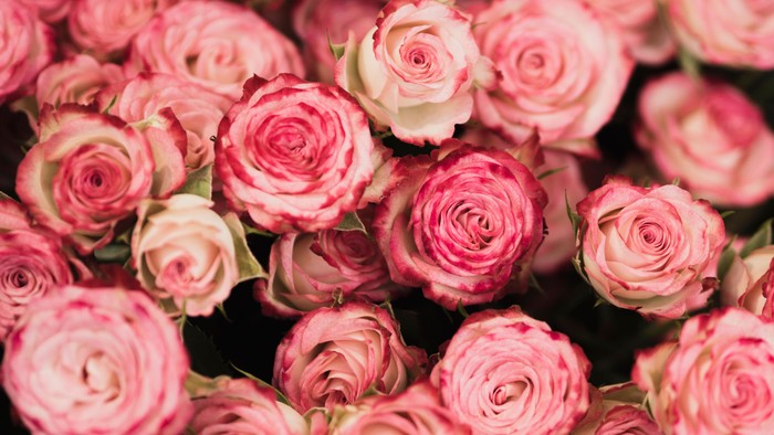 Ein Strauß aus rosa Rosen in voller Blüte