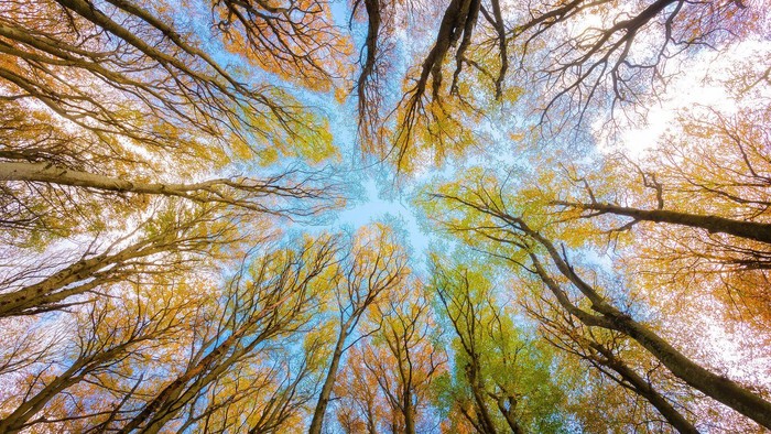 Ein dichter Wald mit hohen Bäumen, deren Blätter in verschiedenen Grüntönen leuchten und sich zum Himmel hin öffnen.