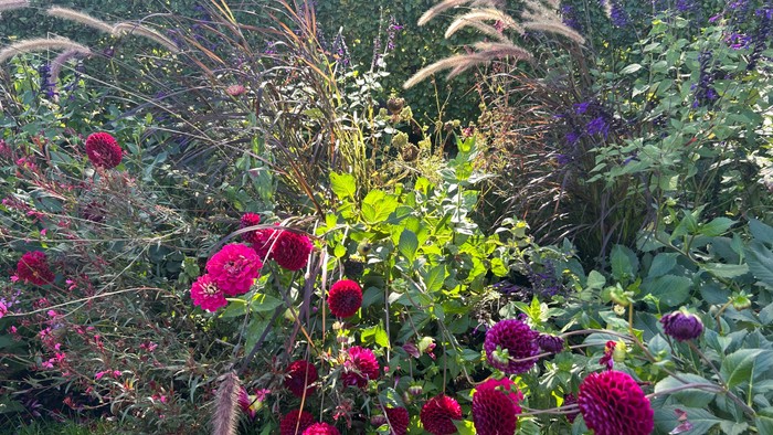 Das Foto zeigt ein Herbstbeet mit Dahlien in dunkelrot und Gräsern und Astern