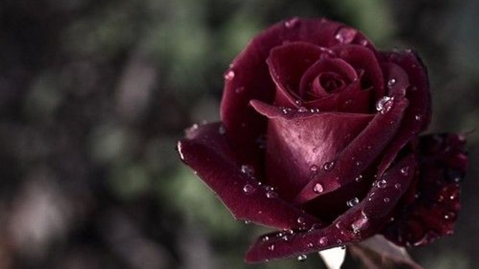 Dunkelrote Rose