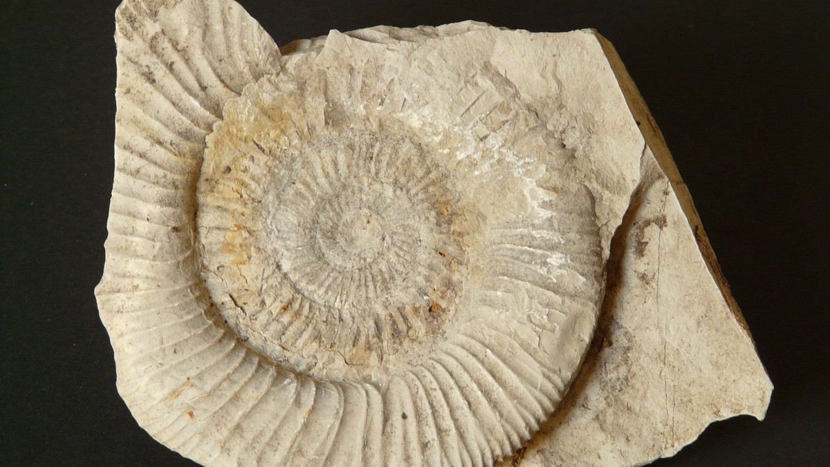 Männer 50+/Mineralien & Fossilien