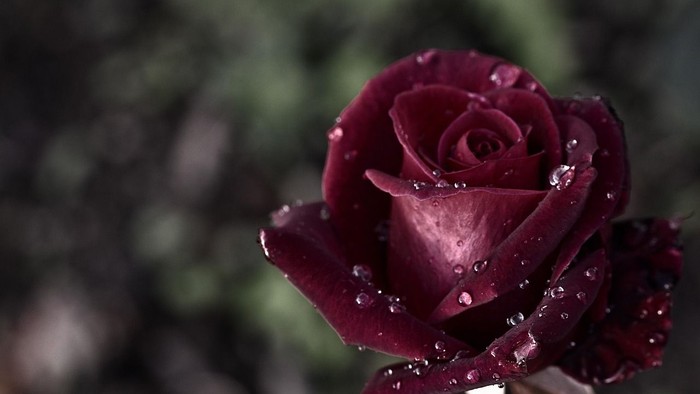 Eine Nahaufnahme einer dunkelroten Rose mit Tautropfen.