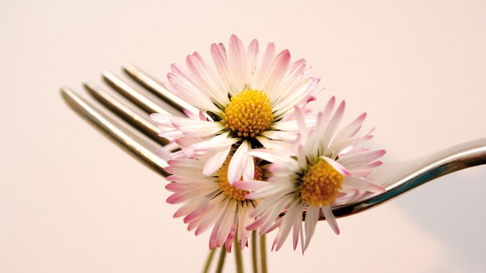 Eine Gabel hält zwei rosa-weiße Blüten mit gelben Zentren.