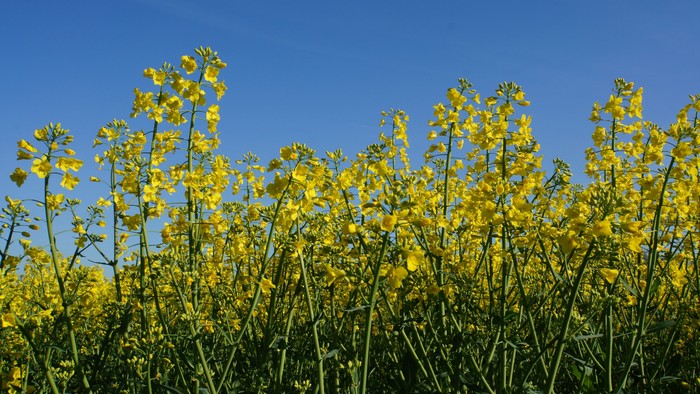 En stor mark med gule blomster under et klarblåt himmel.