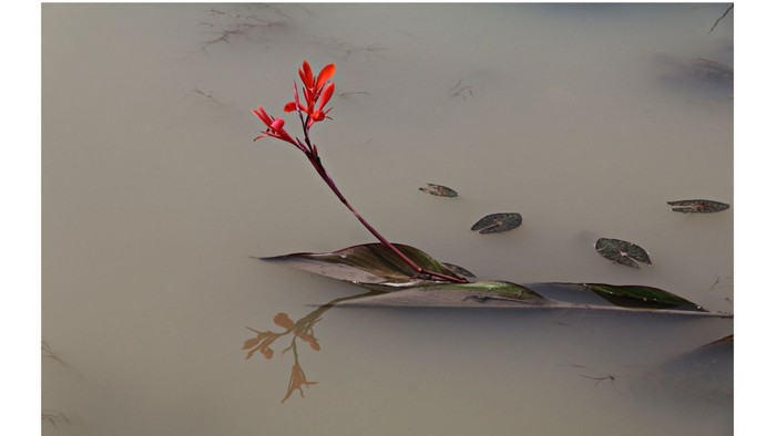 Plakat für eine Trauerbegleitveranstaltung mit einer blühenden Blume auf dem Wasser, das Trauernde zu einer Zusammenkunft am 17. November 2026 einlädt.