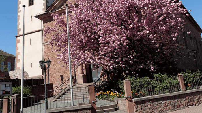 Eine historische Kirche mit einem hohen Kirchturm, umgeben von blühenden rosa Kirschblüten unter einem klaren blauen Himmel.