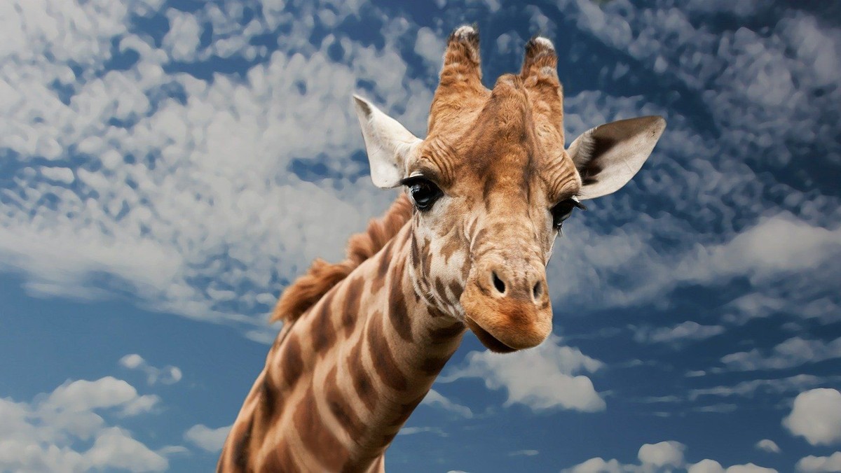 Fortbildung; Wenn die Giraffe mit den Wolf spricht