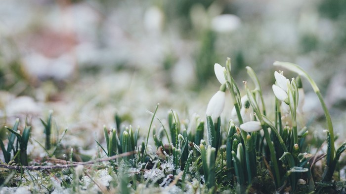 Small white flowers growing in a grassy area.