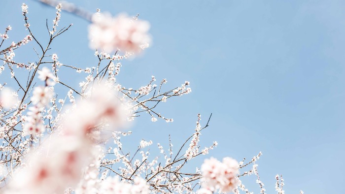 Blossoming tree branches against a clear blue sky