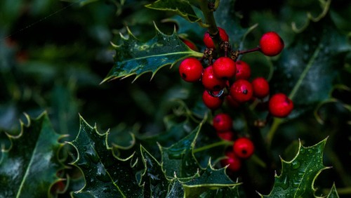 2. juledag