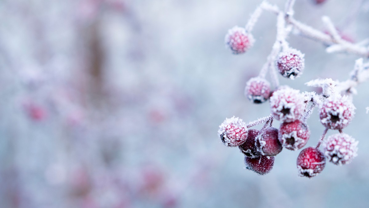 Gudstjeneste anden juledag i Kristkirken