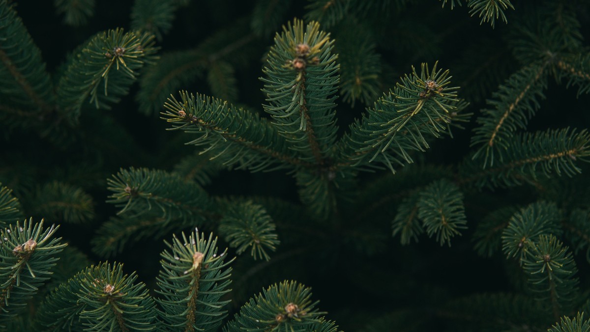 3. søndag i advent v. Julie Helmer Kaas