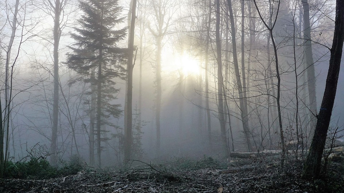Morgensang