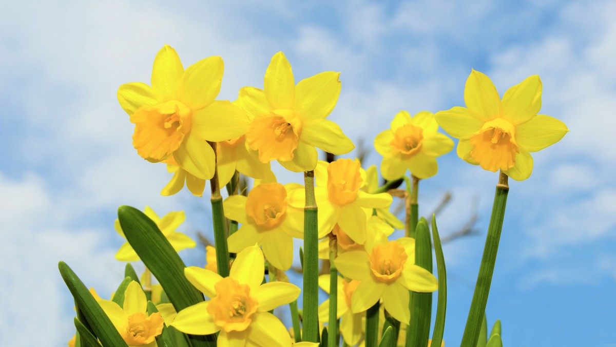 DIGITAL: Ostern wird festlich – mit viel Segen, Freude und Hoffnung