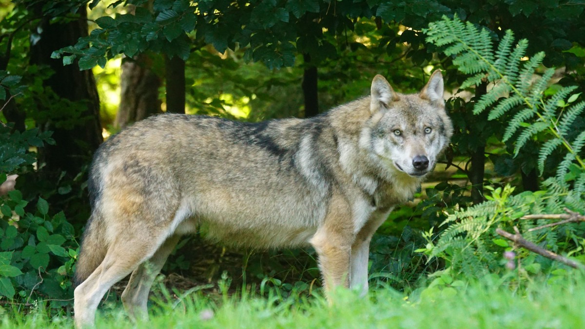 Gottesdienst, Reihe "Peter und der Wolf"