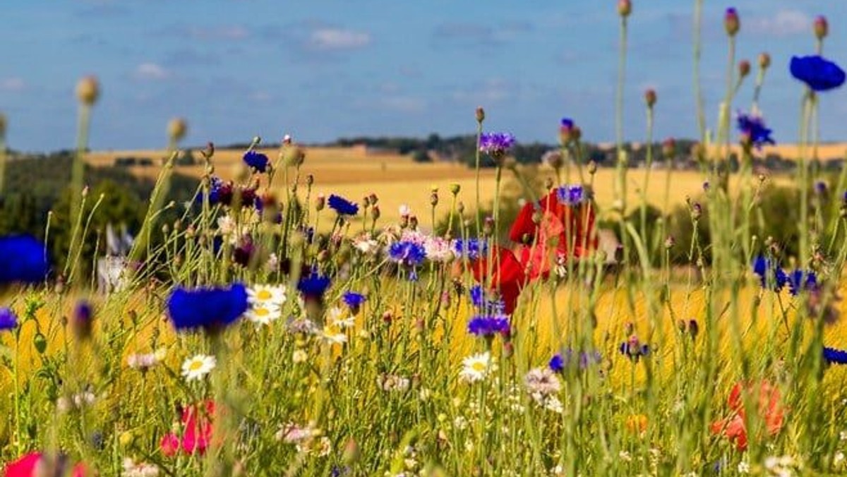Sommeralsang