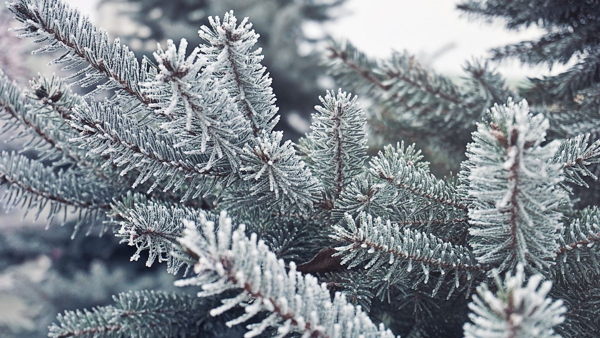 Forest Church Christmas Special