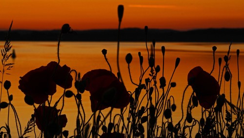 Billede af Kerstin Riemer fra Pixabay