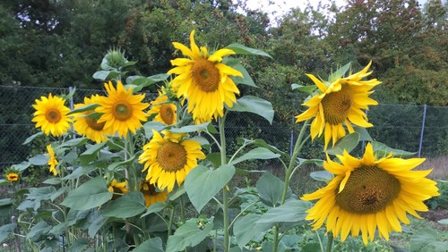 Sommersang i Vestkirken