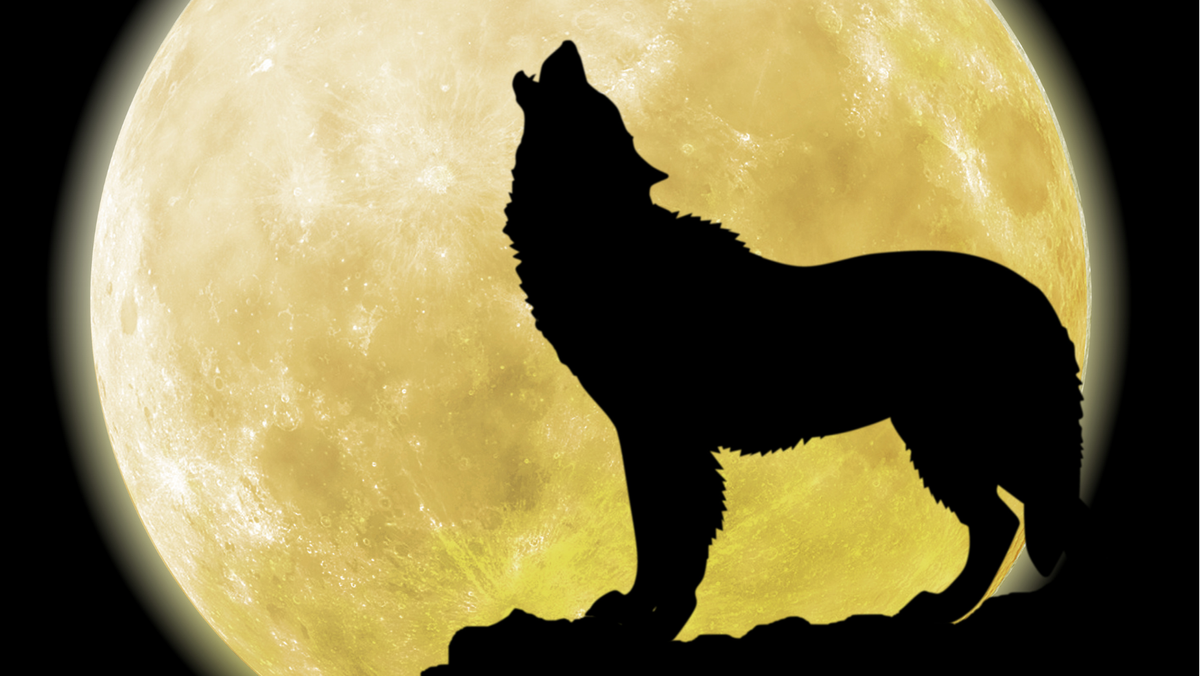 KUBU Spezial: Werwolf