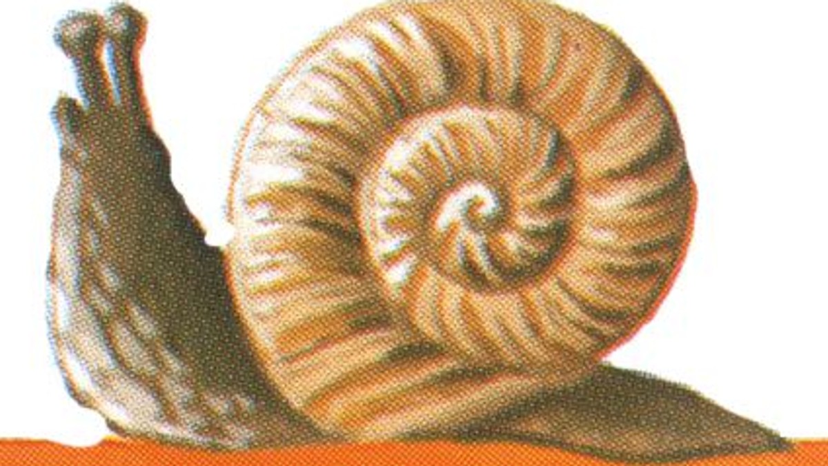 Orgel-Konzert für Familien 'Die Schnecke Sofia'