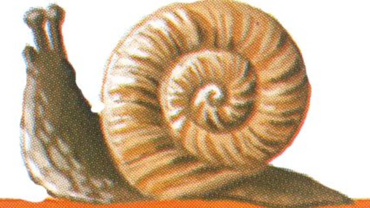 Orgel-Konzert für Familien 'Die Schnecke Sofia'