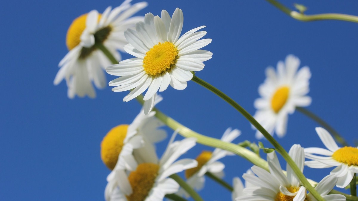 Flower planting