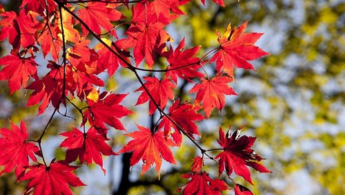 pixabay