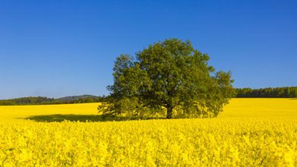 Literatur im Hörsaal: Der Baum in Poesie und Prosa