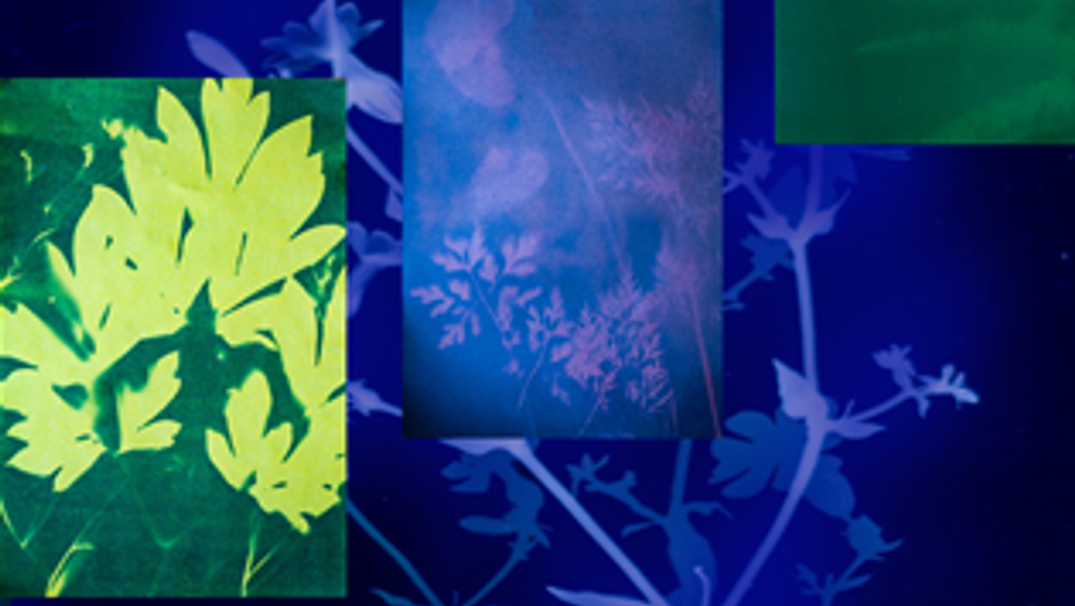 Cyanotype Printing