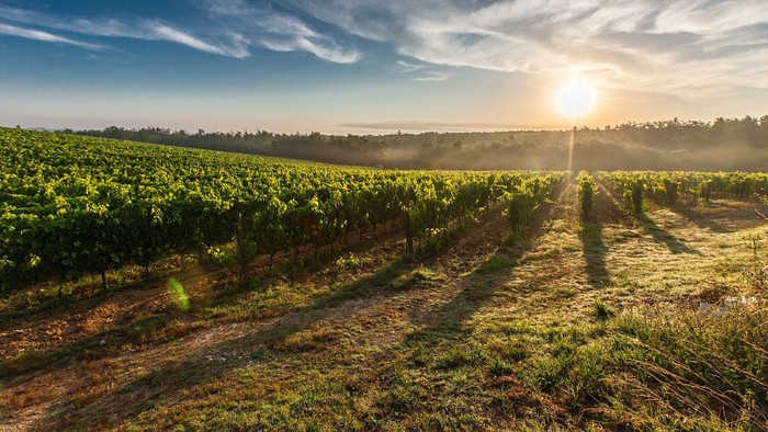 En vinmark med rækker af vinranker under en solopgang