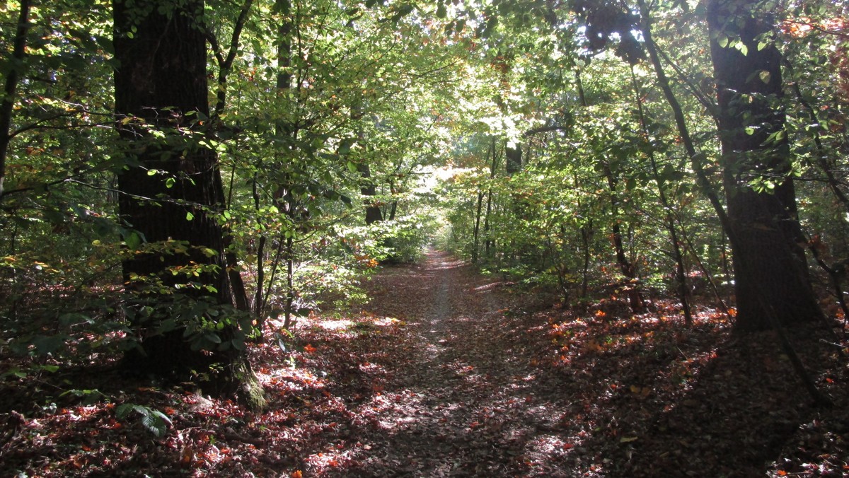 Abendwanderung für Familien durch den Tiergarten
