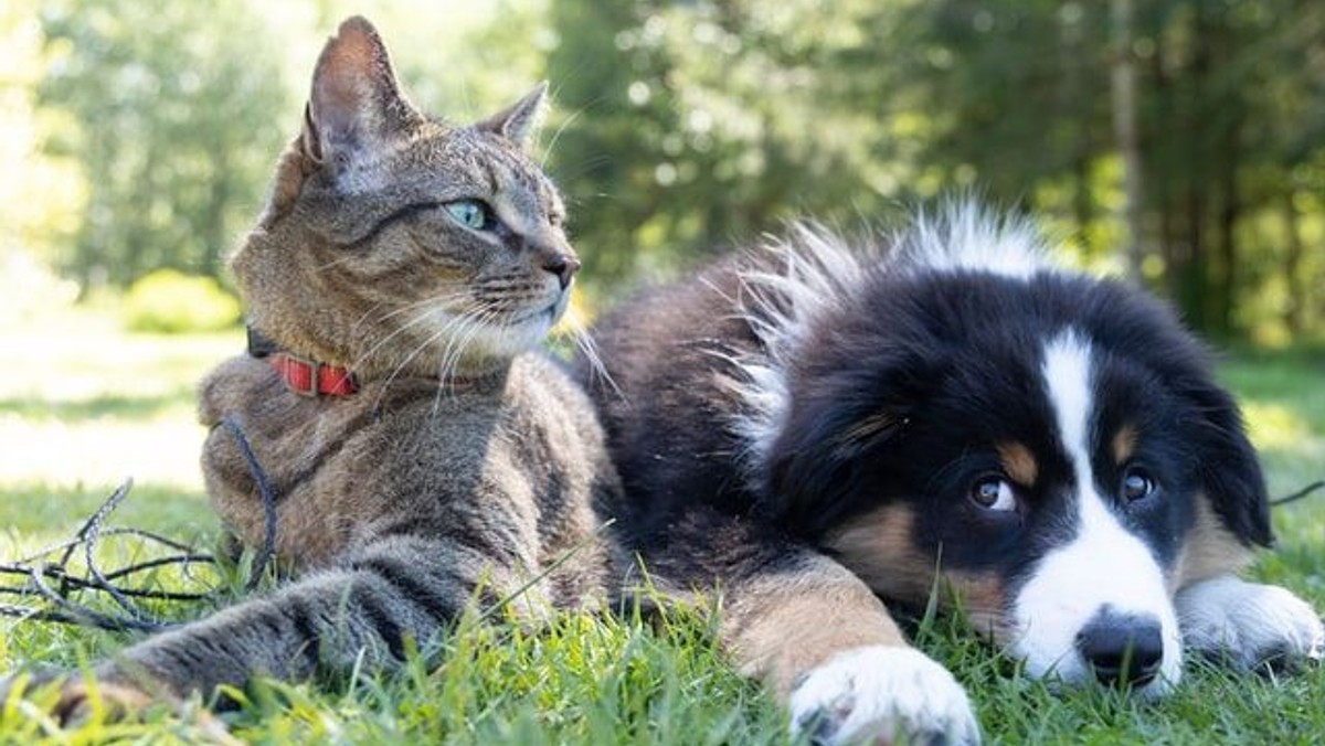 Animal Blessing Service