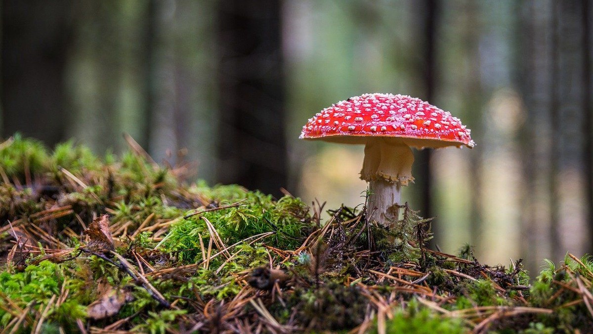 Wanderung zur Ökologie der Pilze - Leben braucht Vielfalt!